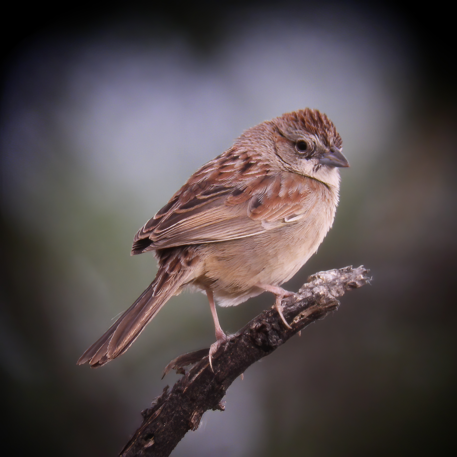 Botteri's Sparrow photo by GH Rosenberg